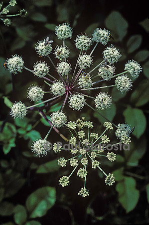 Angelica sylvestris (angélique des bois)