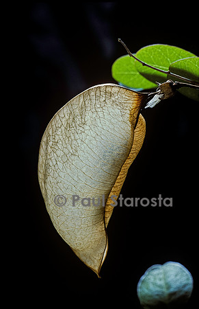 Colutea arborescens (baguenaudier) - fruit