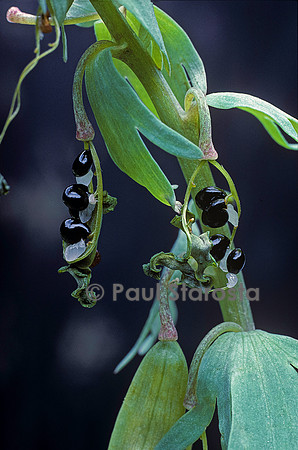 Corydalis solida (corydale) - fruit