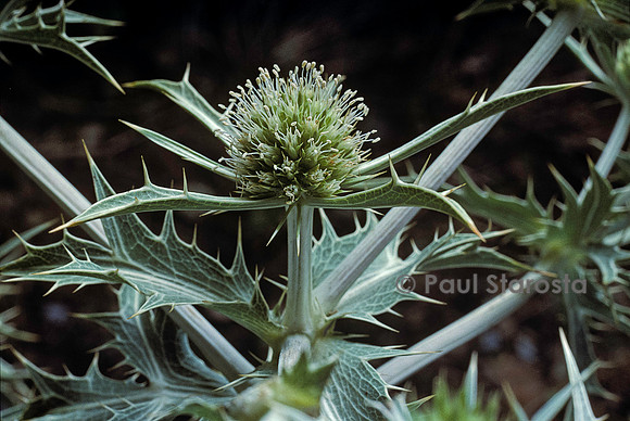 Eryngium campestre (panicaut)