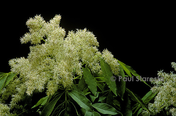 Fraxinus ornus (orne)