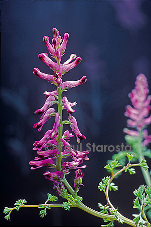 Fumaria officinalis (fumeterre)