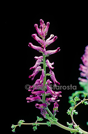 Fumaria officinalis (fumeterre)