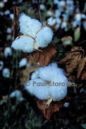 Gossypium sp. (cotonnier) - fruit