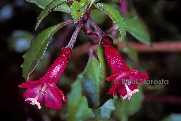 Fuchsia microphylla
