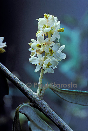 Olea europaea (olivier) - fleur