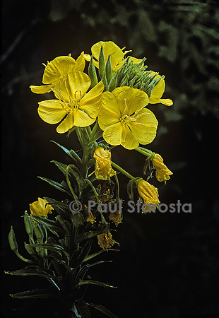 Oenothera biennis (onagre)