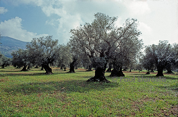 Olea europaea (olivier)