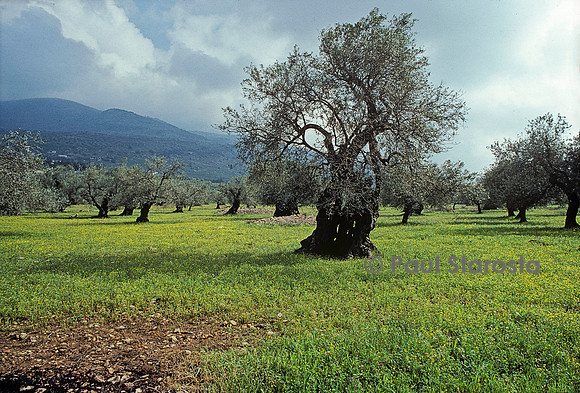 Olea europaea (olivier)