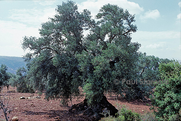 Olea europaea (olivier)