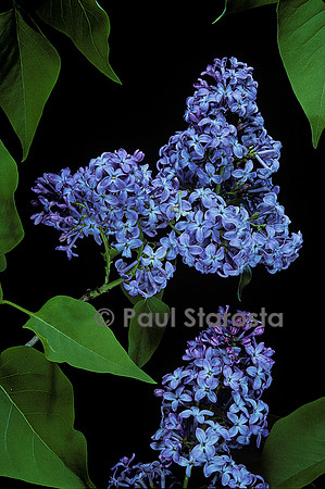 Syringa vulgaris (lilas)
