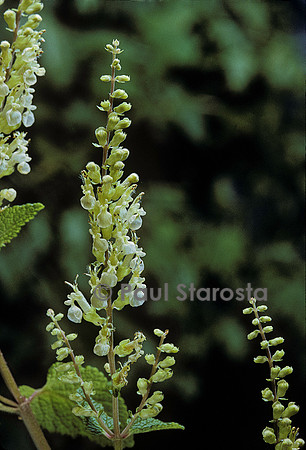 Teucrium scorodonia (sauge des bois)