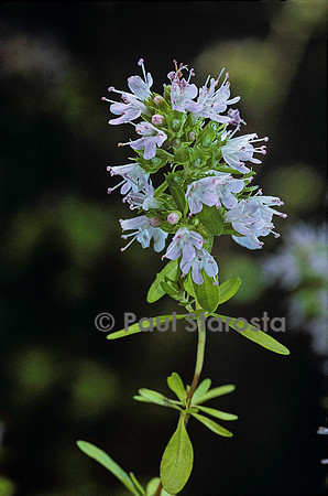 Thymus serpyllum (serpolet)