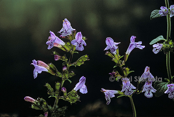 Clinopodium nepeta (calament népéta)