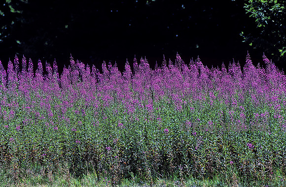 Chamerion angustifolium (épilobe en épi)