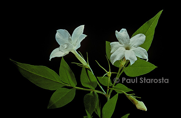 Jasminum officinale (jasmin blanc)