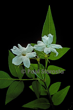 Jasminum officinale (jasmin blanc)