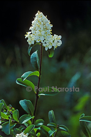 Ligustrum vulgare (troène)