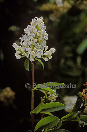 Ligustrum vulgare (troène)
