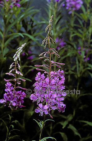 Chamerion angustifolium (épilobe en épi)