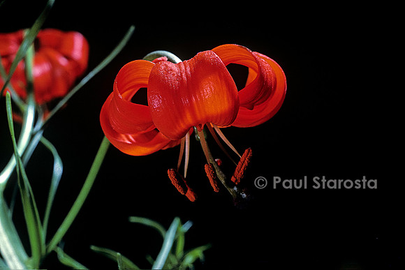 Lilium pumilum (lis corail)