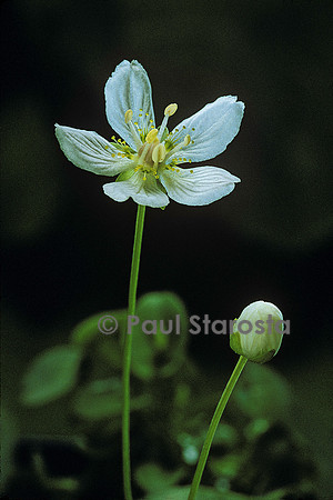 Parnassia palustris (parnassie des marais)