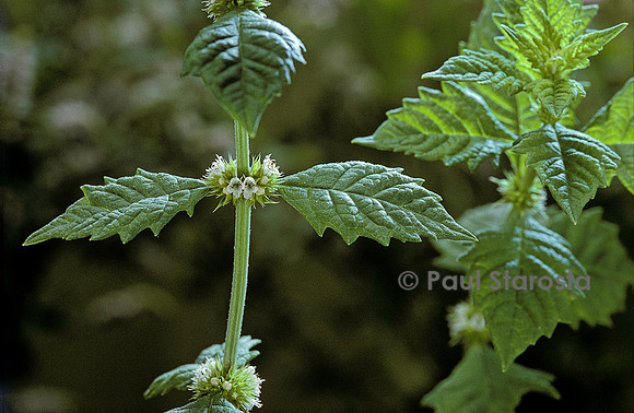 Lycopus europaeus (lycope, chanvre d'eau)