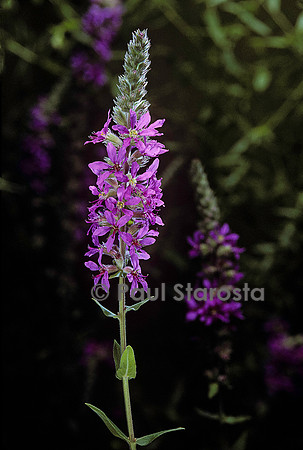 Lythrum salicaria (salicaire) (2)