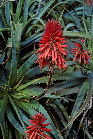Aloe arborescens (aloès candélabre)