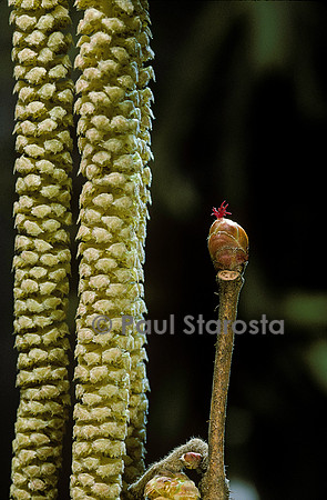 Corylus avellana (noisetier) - fleur mâle et fleur femelle