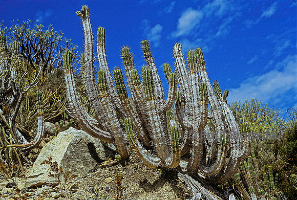 Euphorbia officinarum  subsp. officinarum (euphorbe cactiforme)