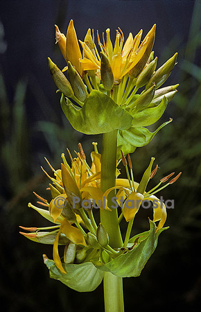 Gentiana lutea (gentiane jaune)