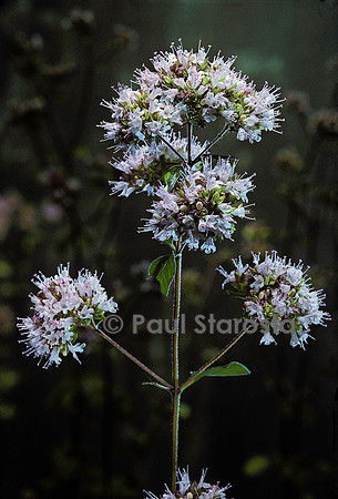 Origanum vulgare (origan)