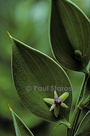 Ruscus aculeatus (petit-houx) - fleur