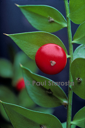 Ruscus aculeatus (petit-houx) - fruit