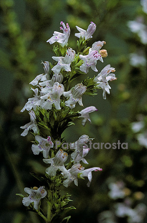 Satureja montana (sarriette sauvage)