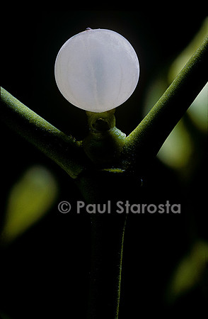 Viscum album (gui) - fruit