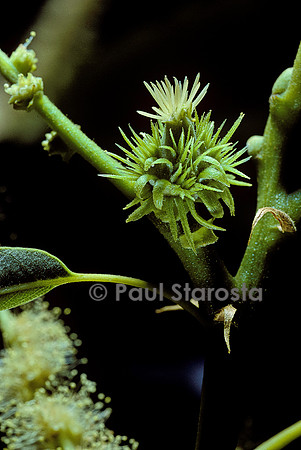 Castanea sativa (châtaignier) - fleur femelle