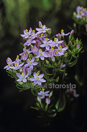 Centaurium erythraea (petite-centaurée commune)