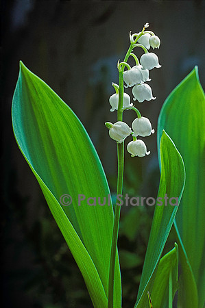 Convallaria majalis (muguet)