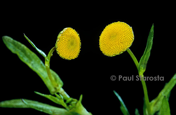 Cotula coronopifolia (cotule pied-de-corbeau)