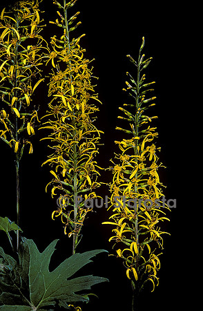 Ligularia przewalskii (ligulaire de przewalski)