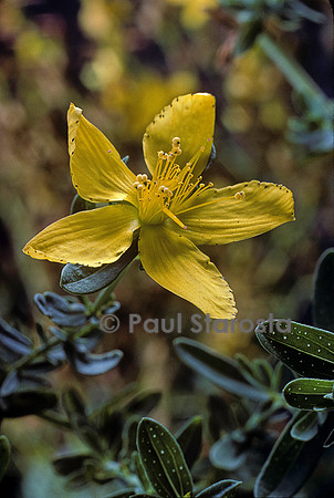 Hypericum perforatum (millepertuis)