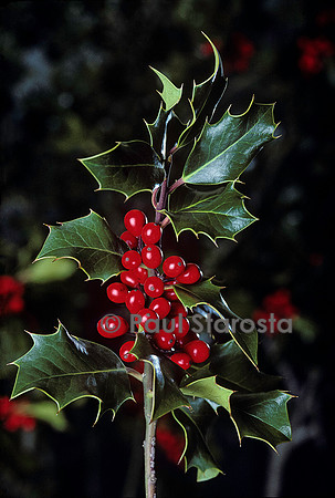 Ilex aquifolium (houx)