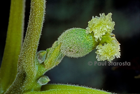 Juglans regia (noyer) - fleur femelle