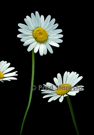Leucanthemum vulgare (grande marguerite)