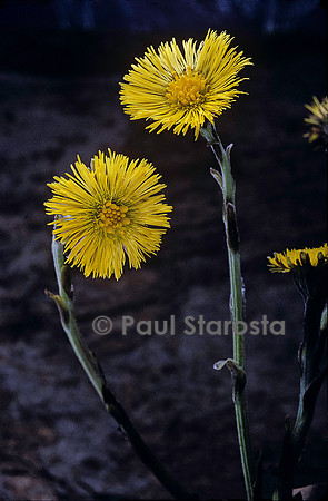 Tussilago farfara (pas-d'âne)