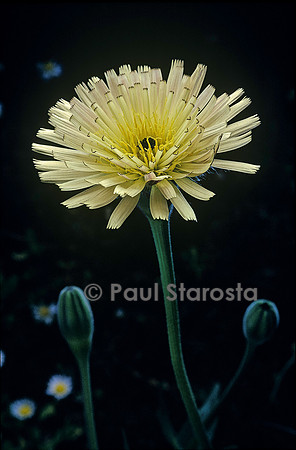 Urospermum dalechampii (urosperme)