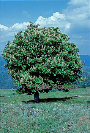 Aesculus hippocastanum (marronnier d'Inde)