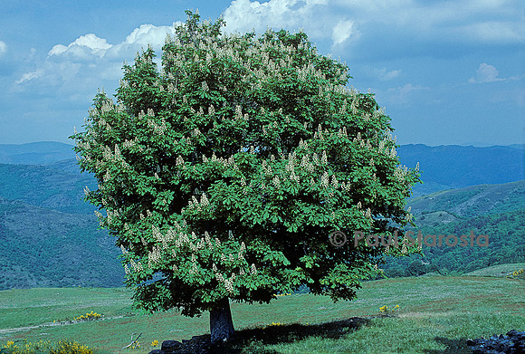 Aesculus hippocastanum (marronnier d'Inde)